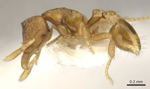 Strumigenys carinognatha specimen CASENT0900145 image casent0900145_3