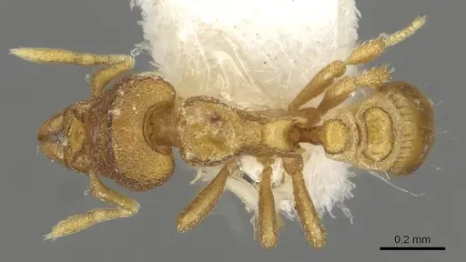 Strumigenys carinognatha specimen CASENT0915364 image casent0915364_1
