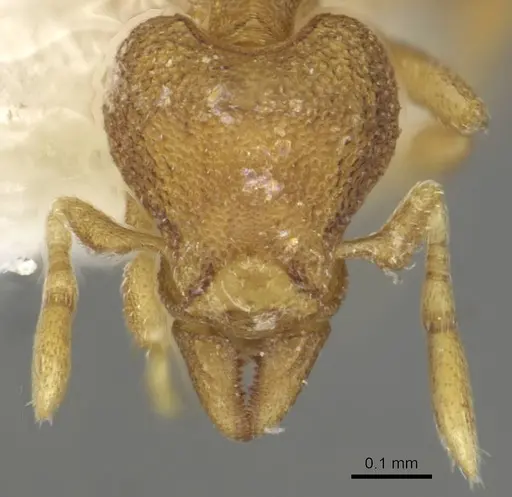 Strumigenys carinognatha specimen CASENT0915364 image casent0915364_2
