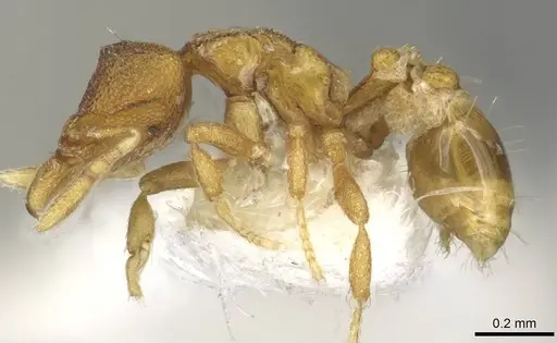 Strumigenys carinognatha specimen CASENT0915364 image casent0915364_3