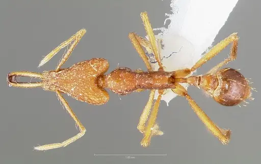 Strumigenys carisa specimen CASENT0005501 image casent0005501_1