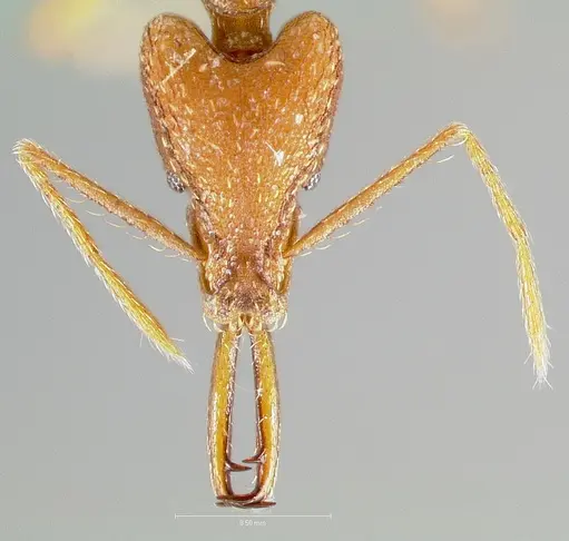 Strumigenys carisa specimen CASENT0005501 image casent0005501_2