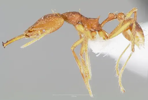 Strumigenys carisa specimen CASENT0005501 image casent0005501_3