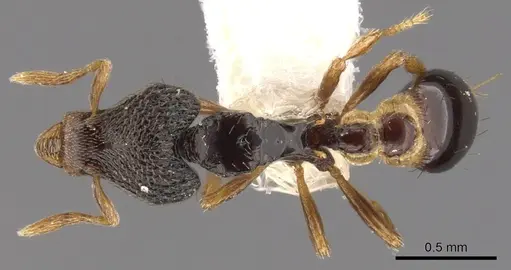 Strumigenys carisa specimen CASENT0900159 image casent0900159_1