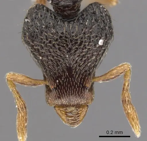 Strumigenys carisa specimen CASENT0900159 image casent0900159_2