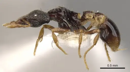 Strumigenys carisa specimen CASENT0900159 image casent0900159_3