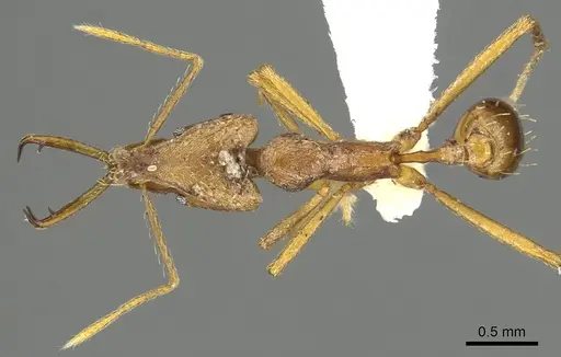 Strumigenys carisa specimen CASENT0900703 image casent0900703_1