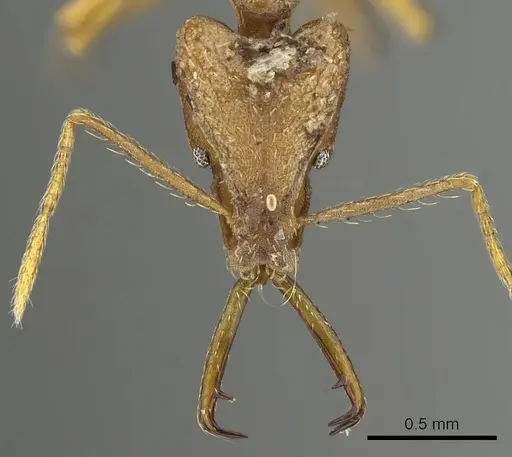 Strumigenys carisa specimen CASENT0900703 image casent0900703_2