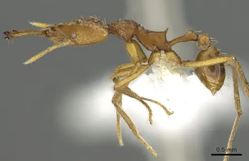 Strumigenys carisa specimen CASENT0900703 image casent0900703_3