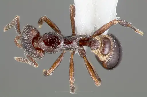 Strumigenys carolinae specimen CASENT0005500 image casent0005500_1