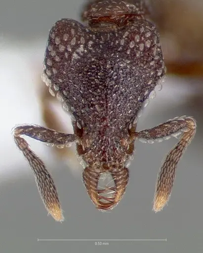 Strumigenys carolinae specimen CASENT0005500 image casent0005500_2