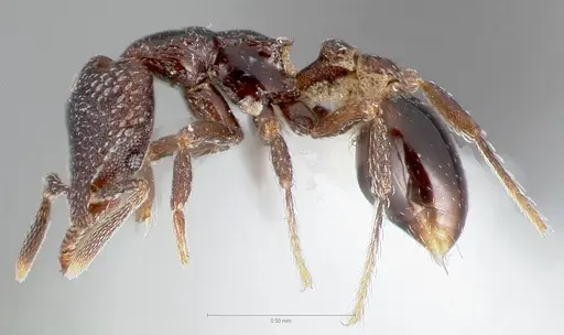Strumigenys carolinae specimen CASENT0005500 image casent0005500_3
