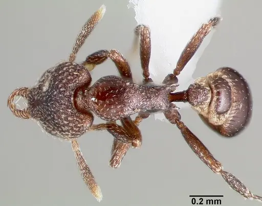 Strumigenys carolinae specimen CASENT0005502 image casent0005502_1