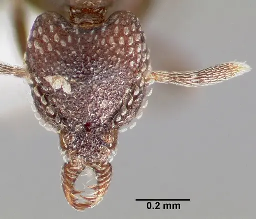 Strumigenys carolinae specimen CASENT0005502 image casent0005502_2