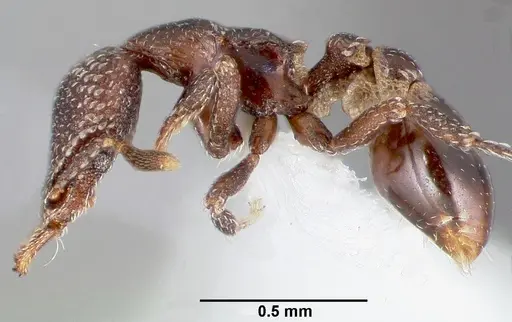 Strumigenys carolinae specimen CASENT0005502 image casent0005502_3