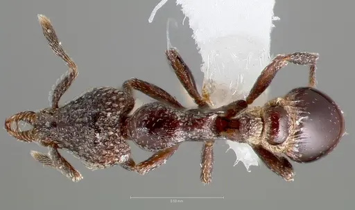 Strumigenys carolinae specimen CASENT0005503 image casent0005503_1