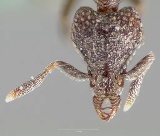 Strumigenys carolinae specimen CASENT0005503 image casent0005503_2