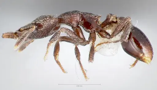 Strumigenys carolinae specimen CASENT0005503 image casent0005503_3