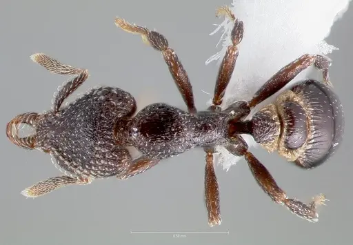 Strumigenys carolinae specimen CASENT0005504 image casent0005504_1