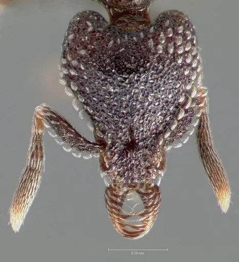 Strumigenys carolinae specimen CASENT0005504 image casent0005504_2