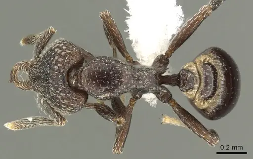 Strumigenys carolinae specimen CASENT0900689 image casent0900689_1