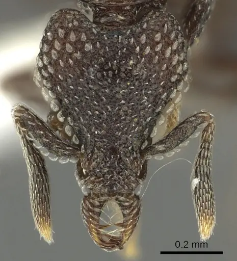 Strumigenys carolinae specimen CASENT0900689 image casent0900689_2