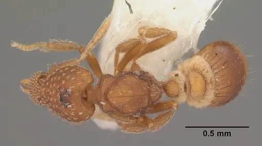 Strumigenys carolinensis specimen CASENT0104340 image casent0104340_1