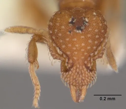 Strumigenys carolinensis specimen CASENT0104340 image casent0104340_2