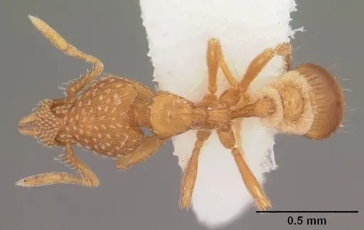 Strumigenys carolinensis specimen CASENT0104341 image casent0104341_1