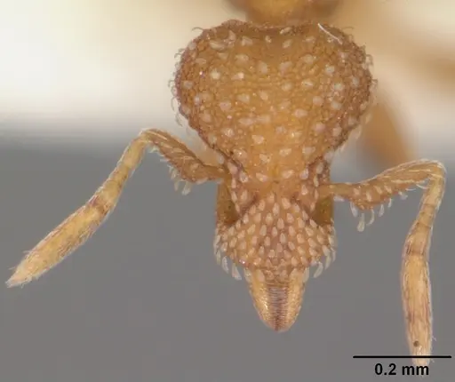 Strumigenys carolinensis specimen CASENT0104341 image casent0104341_2