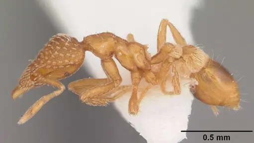 Strumigenys carolinensis specimen CASENT0104341 image casent0104341_3