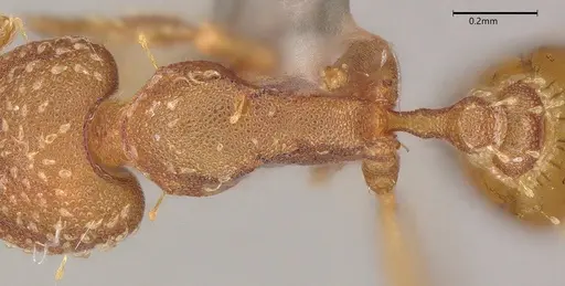 Strumigenys cascanteae specimen CASENT0636148 image casent0636148_1