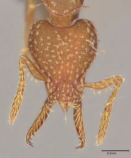 Strumigenys cascanteae specimen CASENT0636148 image casent0636148_2
