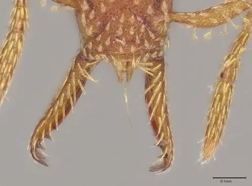 Strumigenys cascanteae specimen CASENT0636148 image casent0636148_3