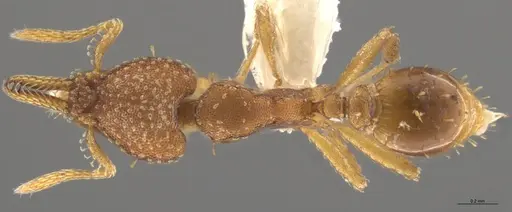 Strumigenys cascanteae specimen CASENT0637223 image casent0637223_1