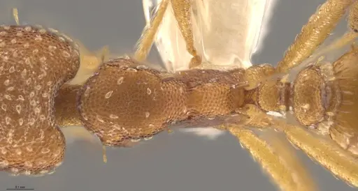 Strumigenys cascanteae specimen CASENT0637223 image casent0637223_2