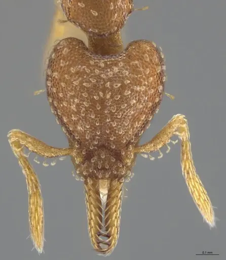 Strumigenys cascanteae specimen CASENT0637223 image casent0637223_3