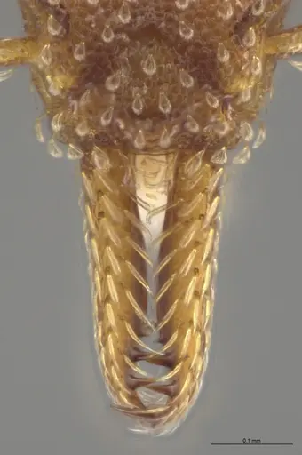 Strumigenys cascanteae specimen CASENT0637223 image casent0637223_4
