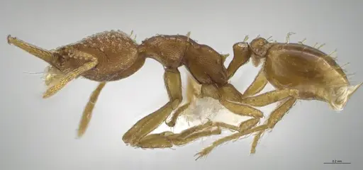 Strumigenys cascanteae specimen CASENT0637223 image casent0637223_5