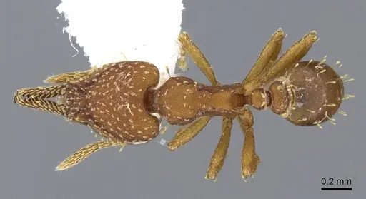 Strumigenys cascanteae specimen INB0003619741 image inb0003619741_1