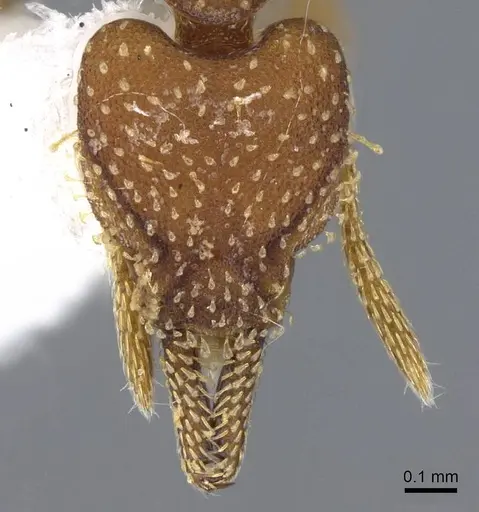 Strumigenys cascanteae specimen INB0003619741 image inb0003619741_2
