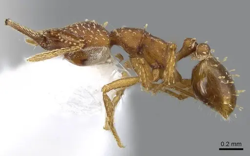 Strumigenys cascanteae specimen INB0003619741 image inb0003619741_3