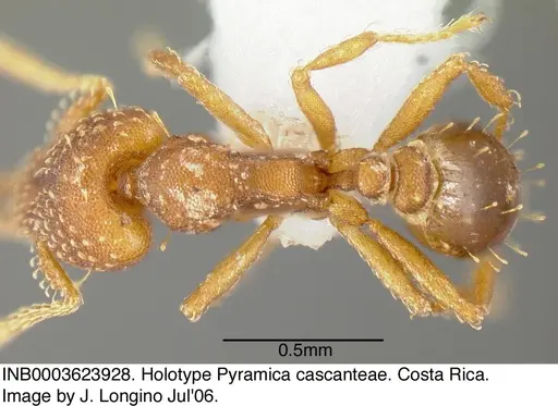 Strumigenys cascanteae specimen INB0003623928 image inb0003623928_1