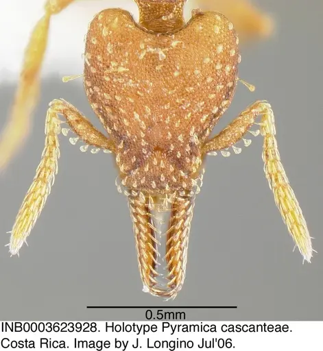Strumigenys cascanteae specimen INB0003623928 image inb0003623928_2