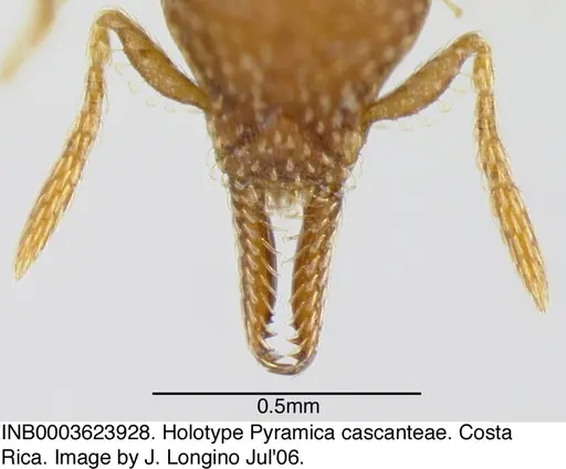 Strumigenys cascanteae specimen INB0003623928 image inb0003623928_3