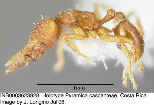 Strumigenys cascanteae specimen INB0003623928 image inb0003623928_4