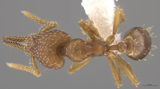 Strumigenys cascanteae specimen JTLC000004301 image jtlc000004301_1
