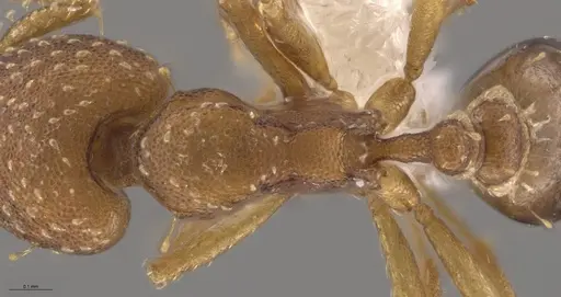 Strumigenys cascanteae specimen JTLC000004301 image jtlc000004301_2