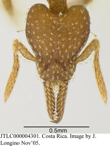 Strumigenys cascanteae specimen JTLC000004301 image jtlc000004301_3