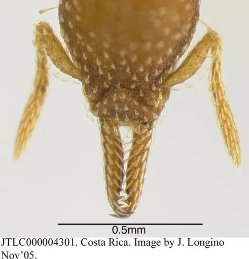 Strumigenys cascanteae specimen JTLC000004301 image jtlc000004301_4